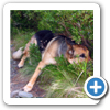 Cesta k Jelení studánce