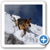 Dachstein