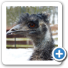 Emu