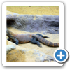 Varan